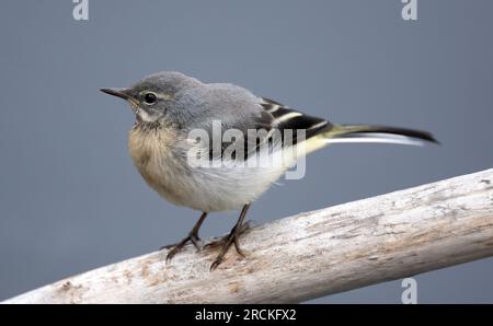 Motacilla Cinerea Stockfoto