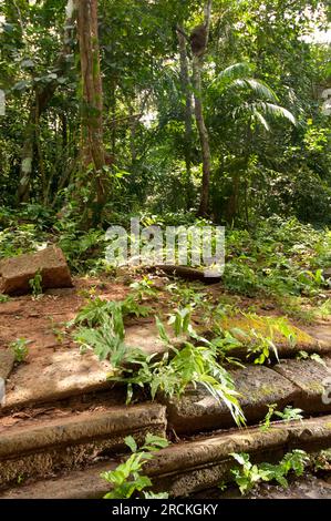 Alte Altar-Schritte einer Kirche auf dem historischen spanischen Pfad Camino de Cruces in Panama, Mittelamerika - Stockfoto Stockfoto