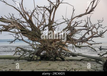 Dieses Foto wurde aus dem sundarbans-Nationalpark in Bangladesch gemacht. Stockfoto