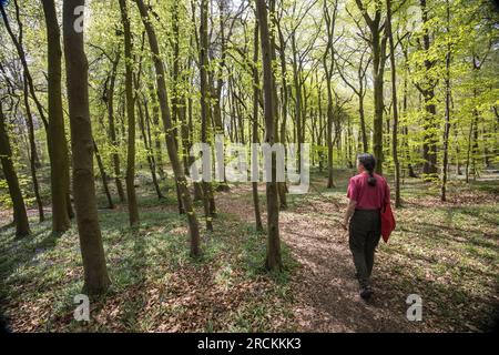 Frau, die im Buchenwald in der Nähe von Goetre Wharf, Monmouthshire, Wales, Großbritannien, spaziert Stockfoto