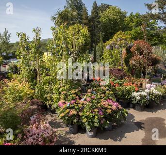 Bäume und Blumen sind im Garden Center in Wales, Großbritannien, erhältlich Stockfoto