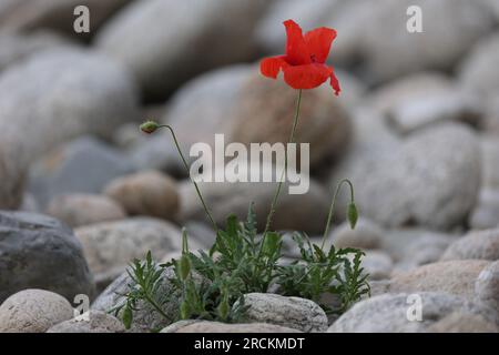 Mohnblüten-Einzelpflanze isoliert in einer trockenen steinigen Umgebung Stockfoto