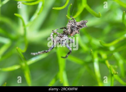 Japanische Trashline Orb Spider, Araneidae (Cyclosa octotuberculata), Kobe, Japan Stockfoto