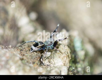 Japanische Springspinne Ant imitiert (Siler cupreus) WEIBCHEN mit Vorderbeinen wie Antennen, Saltidae. Kobe, Japan Stockfoto