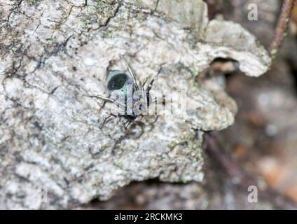 Japanische Ameise imitiert Springspinne (Siler cupreus), WEIBLICH, Saltidae. Kobe, Japan Stockfoto