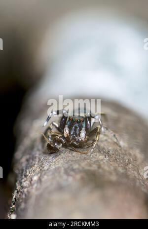 Japanische Ant Jumping Spider (Siler cupreus) mit gefangener Ameise, Saltidae. Kobe, Japan Stockfoto