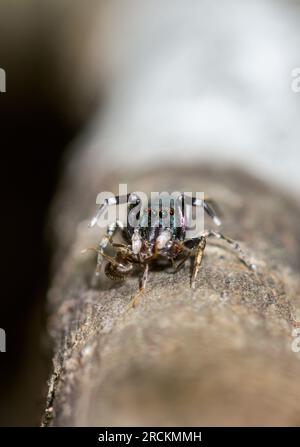 Japanische Ameise imitiert Springspinne (Siler cupreus), die sich an Ameise, Saltidae, ernährt. Kobe, Japan Stockfoto