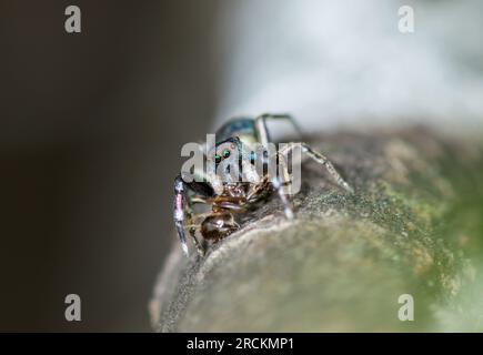 Japanische Ameise imitiert Springspinne (Siler cupreus), die sich an Ameise, Saltidae, ernährt. Kobe, Japan Stockfoto