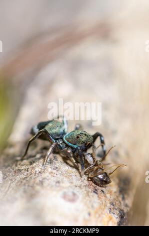 Japanische Ameisen imitieren die Springspinne (Siler cupreus) und fangen Ameisenbeute, Saltidae. Kobe, Japan Stockfoto