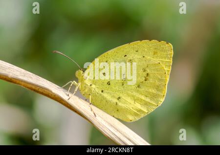 Japanischer gemeiner Grasgeier-Schmetterling (EUREMA mandarina), Pieridae. Kobe, Japan Stockfoto