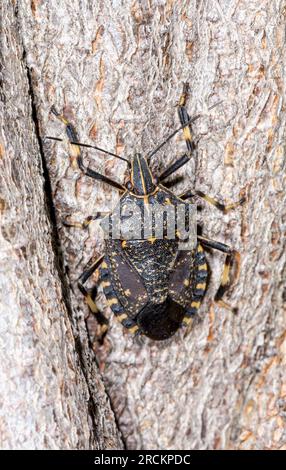 Japanischer Gelbfleckenkäfer, Pentotomidae (Erthesina fullo), Kobe, Japan Stockfoto