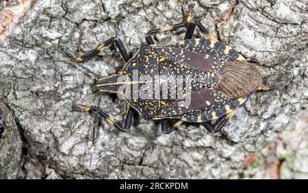 Japanischer Gelbfleckenkäfer, Pentotomidae (Erthesina fullo), Kobe, Japan Stockfoto