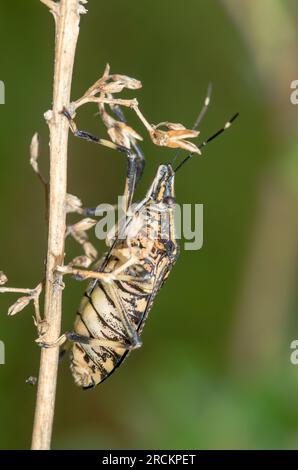 Japanischer Gelbfleckenkäfer, Pentotomidae (Erthesina fullo), Kobe, Japan Stockfoto