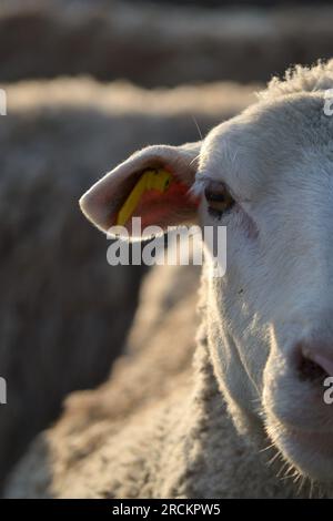 Dieses Bild zeigt die feinen Details, die im Gesicht eines Schafs gefunden wurden. Die Beleuchtung ist so beschaffen, dass sie alle einzigartigen Merkmale betont. Stockfoto