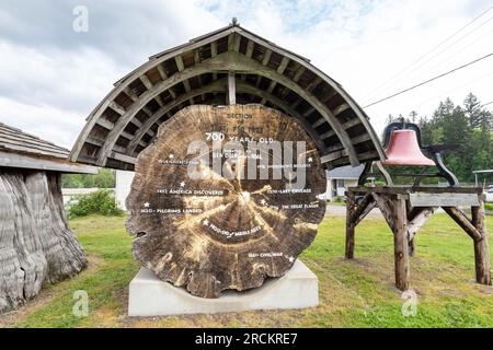 Arlington WA USA 24. Mai 2023: Ein alter Tannenbaum im Stillaguamish Valley Pioneer Museum Stockfoto