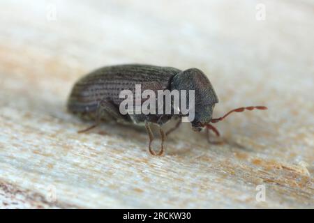 Holzwurm oder Möbelkäfer (Anobium punctatum). Der Käfer auf dem Holz, in dem sich seine Larven entwickeln. Stockfoto