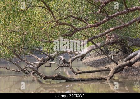 Mangrovenbaum im Wald. Dieses Foto wurde aus dem sundarbans-Nationalpark, Bangladesch, gemacht. Stockfoto