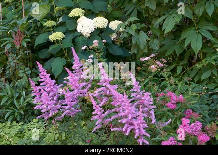 Lilafarbene Astilbe-Amethyst-Blumen (Astilbe x arendsii) blühen im Sommer Stockfoto