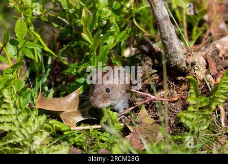 Bankvole (Clethrionomys glareolus) in einem Kiefernwald im Vereinigten Königreich. Stockfoto