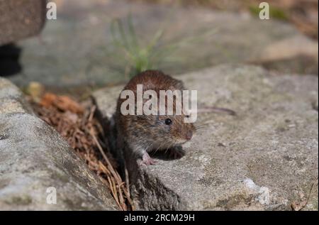 Bankvole (Clethrionomys glareolus) in einem Kiefernwald im Vereinigten Königreich. Stockfoto
