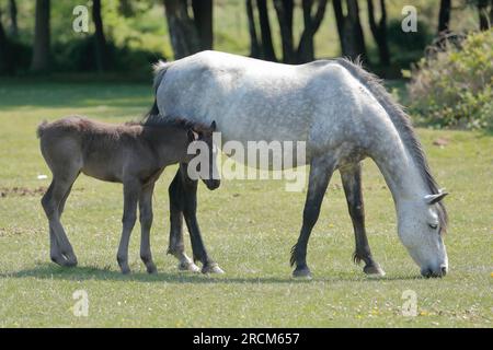 Ein weißes New Forest-Pony mit einem braunen Fohlen, das das Gras frisst, mit Bäumen im Hintergrund Stockfoto