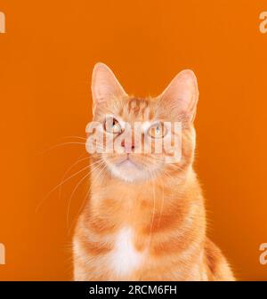 Schöne ginger tabby Katze starrte nach oben auf orange Hintergrund Stockfoto