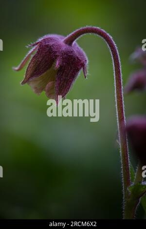 Geum Rivale (Water Avens) wunderschön blühende Blume auf der Wiese. Stockfoto