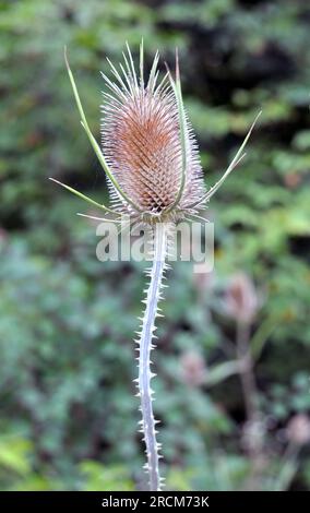 Dipsacus wächst in der Wildnis im Sommer Stockfoto