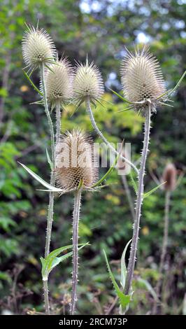 Dipsacus wächst in der Wildnis im Sommer Stockfoto