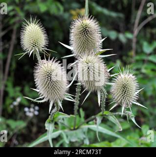 Dipsacus wächst in der Wildnis im Sommer Stockfoto