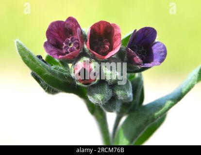 In der Wildnis blüht Cynoglossum officinale unter Gräsern Stockfoto