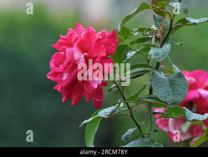Im Sommer blühen Rosen im Garten. Stockfoto