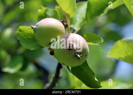 Das Austrittsloch und der Frass einer verschlungenen Motte, cydia pomonella, Raupe auf der Oberfläche einer reifen Apfelfrucht. Stockfoto