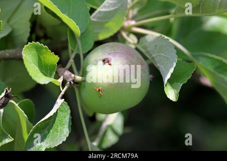 Das Austrittsloch und der Frass einer verschlungenen Motte, cydia pomonella, Raupe auf der Oberfläche einer reifen Apfelfrucht. Stockfoto