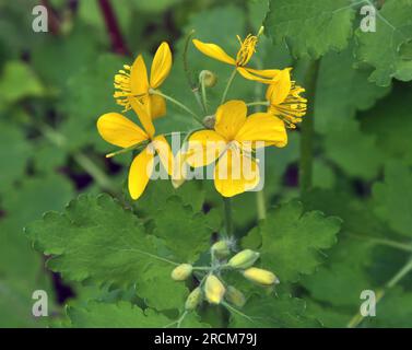 Chelidonium majus mit Blättern und gelben Blumen, die in freier Wildbahn wachsen Stockfoto