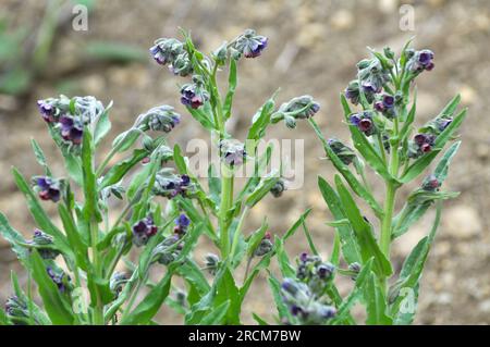 In der Wildnis blüht Cynoglossum officinale unter Gräsern Stockfoto