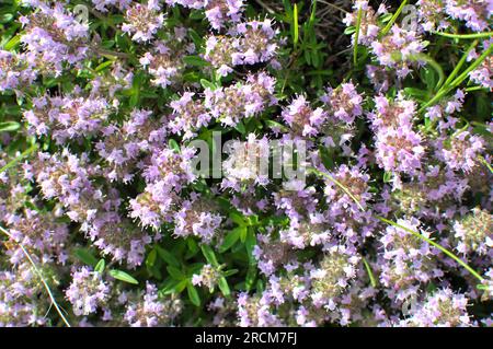 Thymian (Thymus serpyllum) blüht in der Wildnis im Sommer Stockfoto