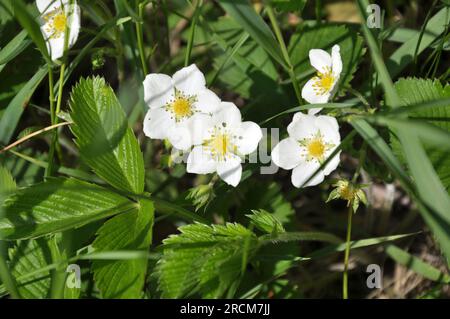 Im Frühling blühen wilde Erdbeeren in der Natur Stockfoto