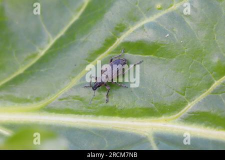 Beet Leaf Weevil (Tanymecus palliatus), auf einem Blatt sitzend. Ein gewöhnlicher Schädling von Zuckerrüben, Futterrüben und roten Rüben. Stockfoto