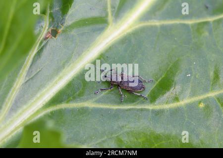 Beet Leaf Weevil (Tanymecus palliatus), auf einem Blatt sitzend. Ein gewöhnlicher Schädling von Zuckerrüben, Futterrüben und roten Rüben. Stockfoto