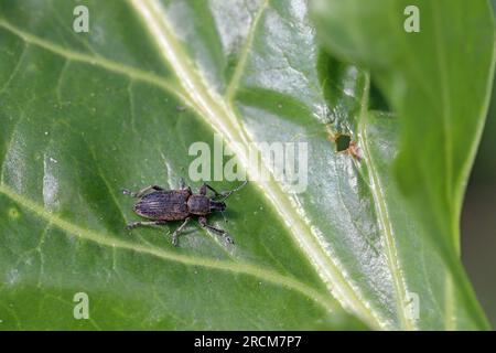 Beet Leaf Weevil (Tanymecus palliatus), auf einem Blatt sitzend. Ein gewöhnlicher Schädling von Zuckerrüben, Futterrüben und roten Rüben. Stockfoto