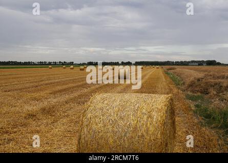Ein großes Feld mit runden Strohballen und einer Reihe von Bäumen und grauem Sturmhimmel im Hintergrund in der niederländischen Landschaft in zeeland im Sommer Stockfoto