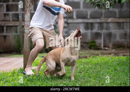 Mann spielt mit labrador Hund wirft Tennisball auf Gartenhintergrund Stockfoto