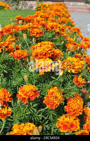 Auf den Blumenbeetsträuchern blüht Ringelblume (Tagetes) - eine jährliche Pflanze aus der Familie Aster Stockfoto