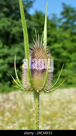 Dipsacus wächst in der Wildnis im Sommer Stockfoto