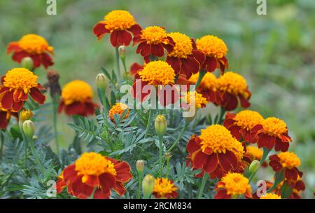 Auf den Blumenbeetsträuchern blüht Ringelblume (Tagetes) - eine jährliche Pflanze aus der Familie Aster Stockfoto