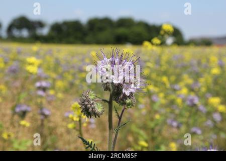 Eine violette phacelia-Blumentoseup mit gelben und violetten Blüten im Hintergrund auf einem Blumenfeld im Frühjahr Stockfoto