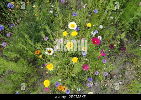 Blick von oben auf eine wunderschöne Gruppe farbenfroher Wildblumen im Sommer mit Maisblumen und Kosmos Stockfoto