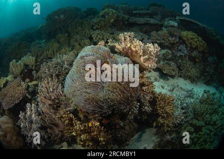 Falscher Clownanemonfisch auf dem Grund. Cellaris clownfish bei Symbiose mit der anemon. Falscher Percula-Clownfisch während des Tauchgangs in Raja Ampat. Kleiner oran Stockfoto