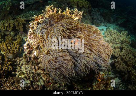 Falscher Clownanemonfisch auf dem Grund. Cellaris clownfish bei Symbiose mit der anemon. Falscher Percula-Clownfisch während des Tauchgangs in Raja Ampat. Kleiner oran Stockfoto